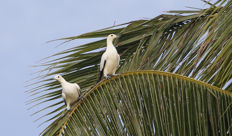 Pied Imperial-Pigeon - ML252383071