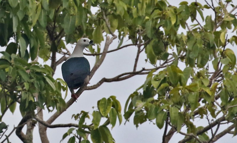 Spice Imperial-Pigeon - ML252383081