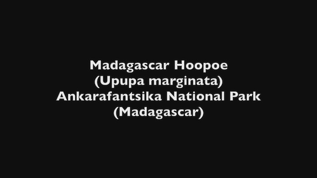 Мадагаскарский удод - ML252383561