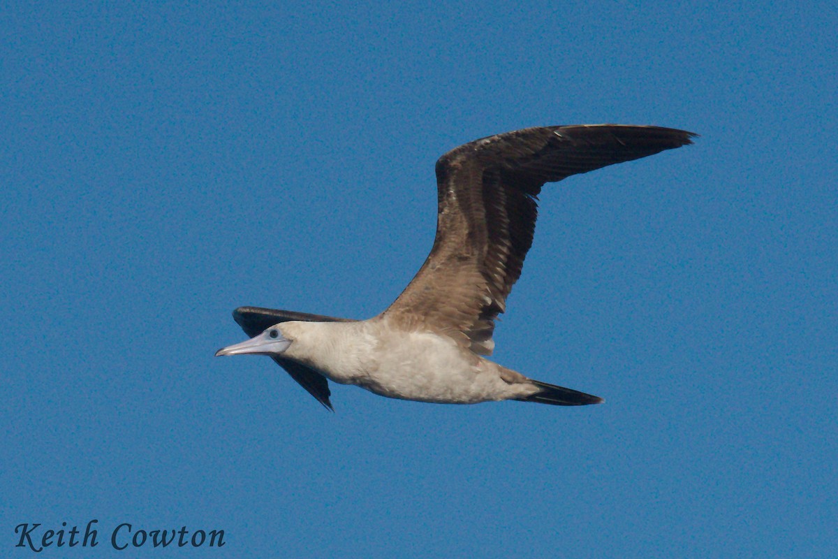 Red-footed Booby (Eastern Pacific) - ML252384831