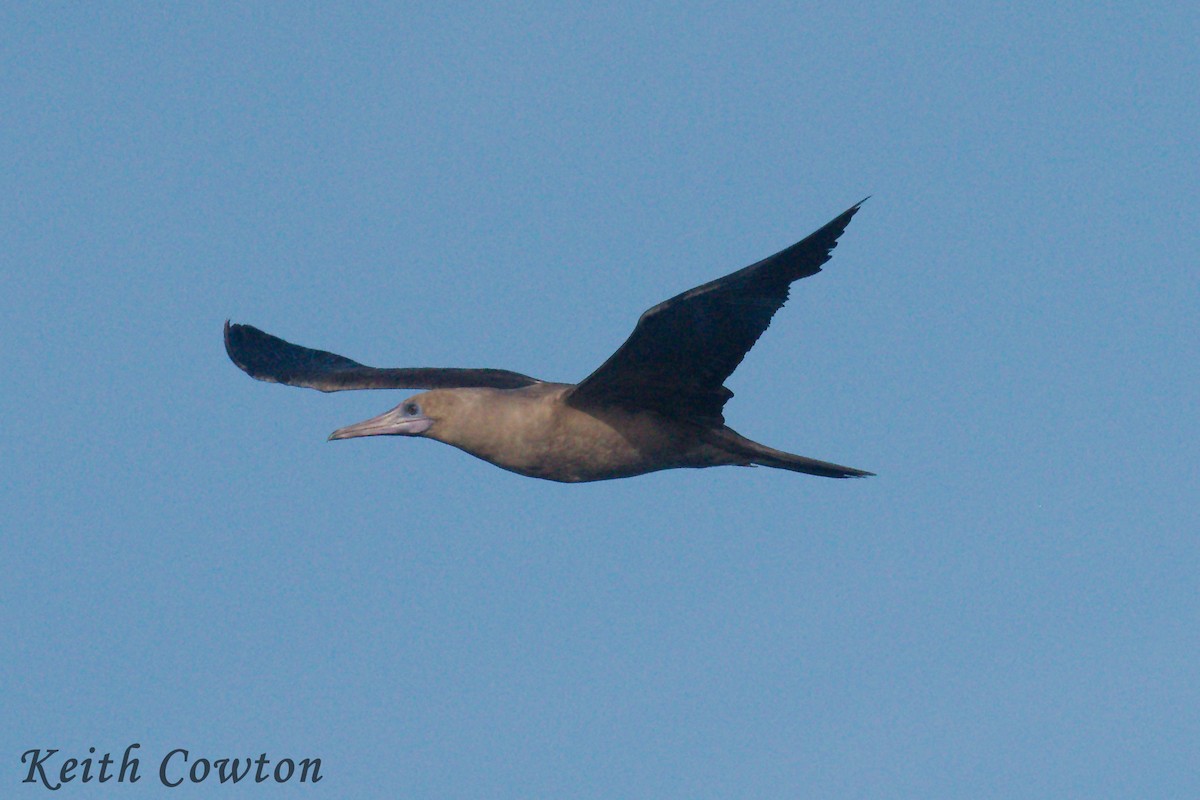 Red-footed Booby (Eastern Pacific) - ML252384861