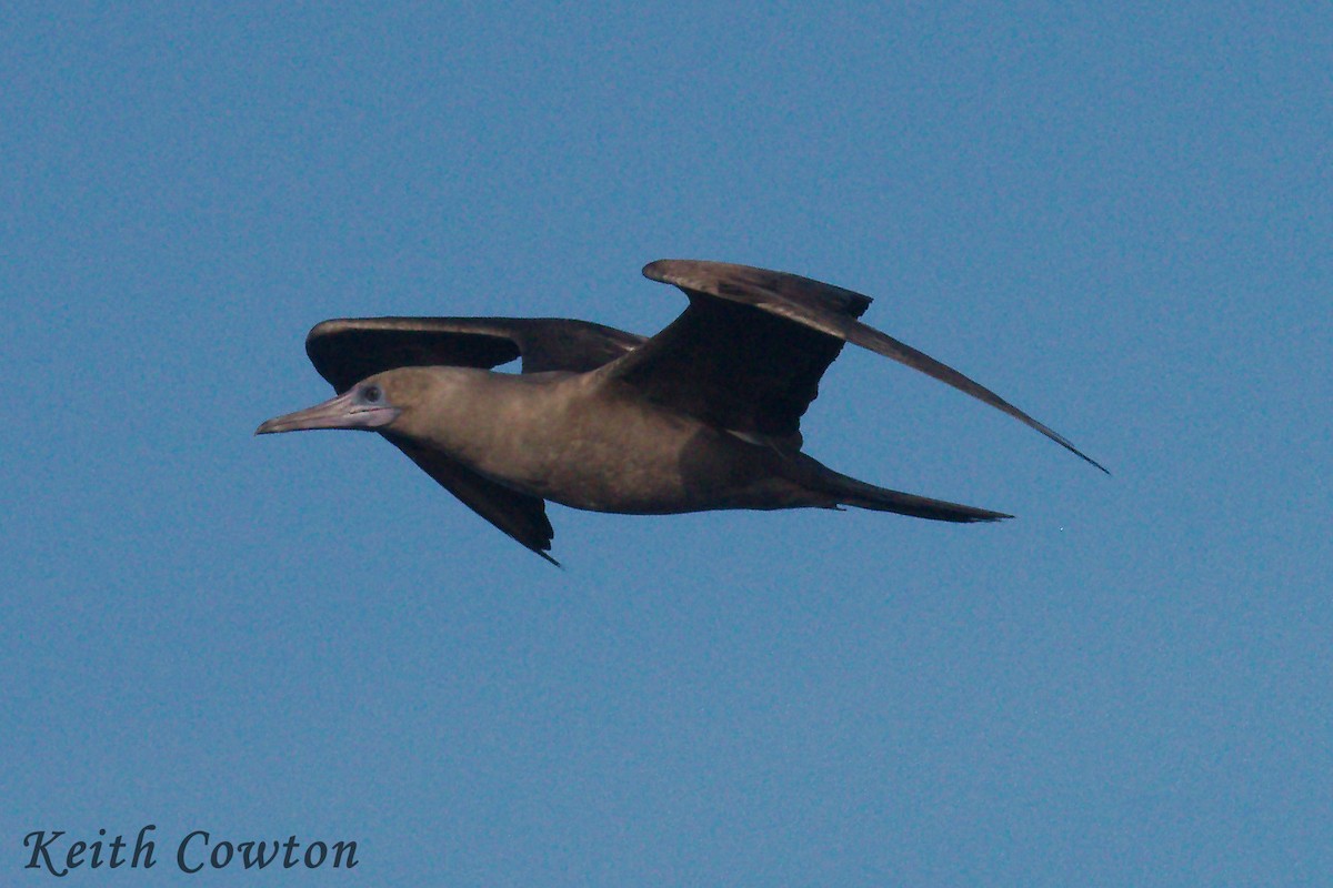 Red-footed Booby (Eastern Pacific) - ML252384911