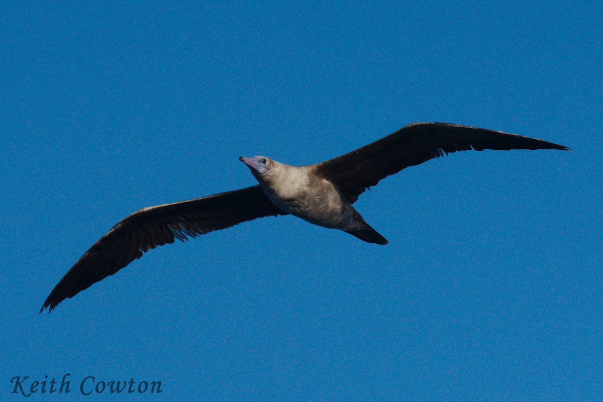 Red-footed Booby (Eastern Pacific) - ML252385301