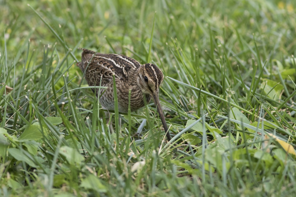 Pin-tailed Snipe - Wenjia Chen