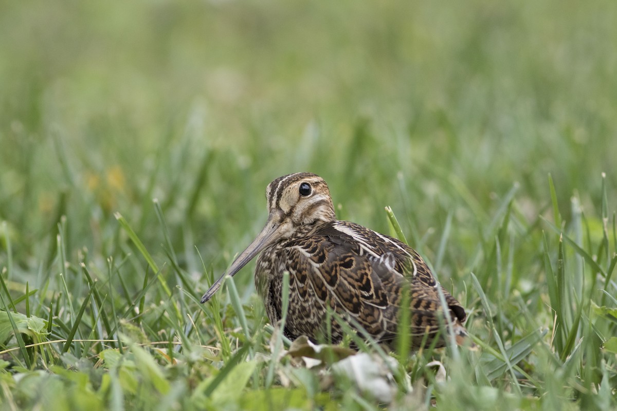 Pin-tailed Snipe - Wenjia Chen