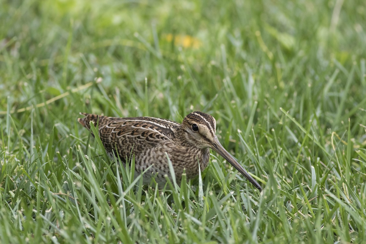 Pin-tailed Snipe - Wenjia Chen