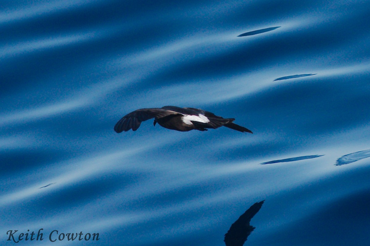 Townsend's Storm-Petrel - ML252386321