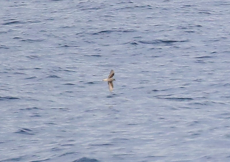 Fork-tailed Storm-Petrel - ML252386411