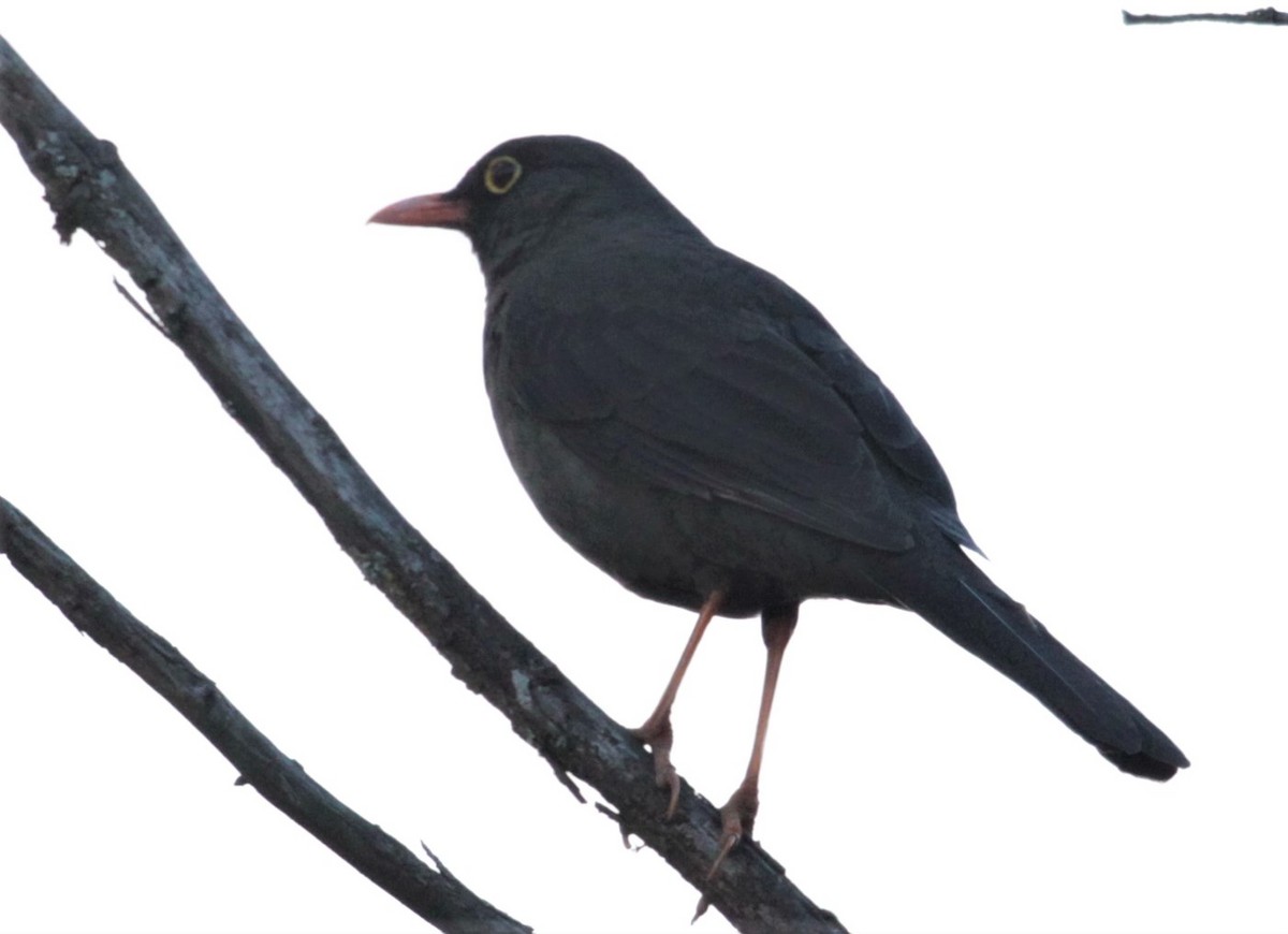 Glossy-black Thrush - Carmelo López Abad