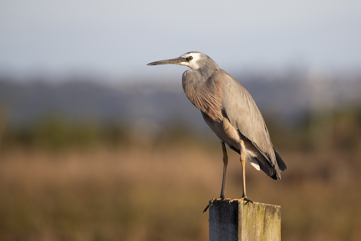 White-faced Heron - ML252388131