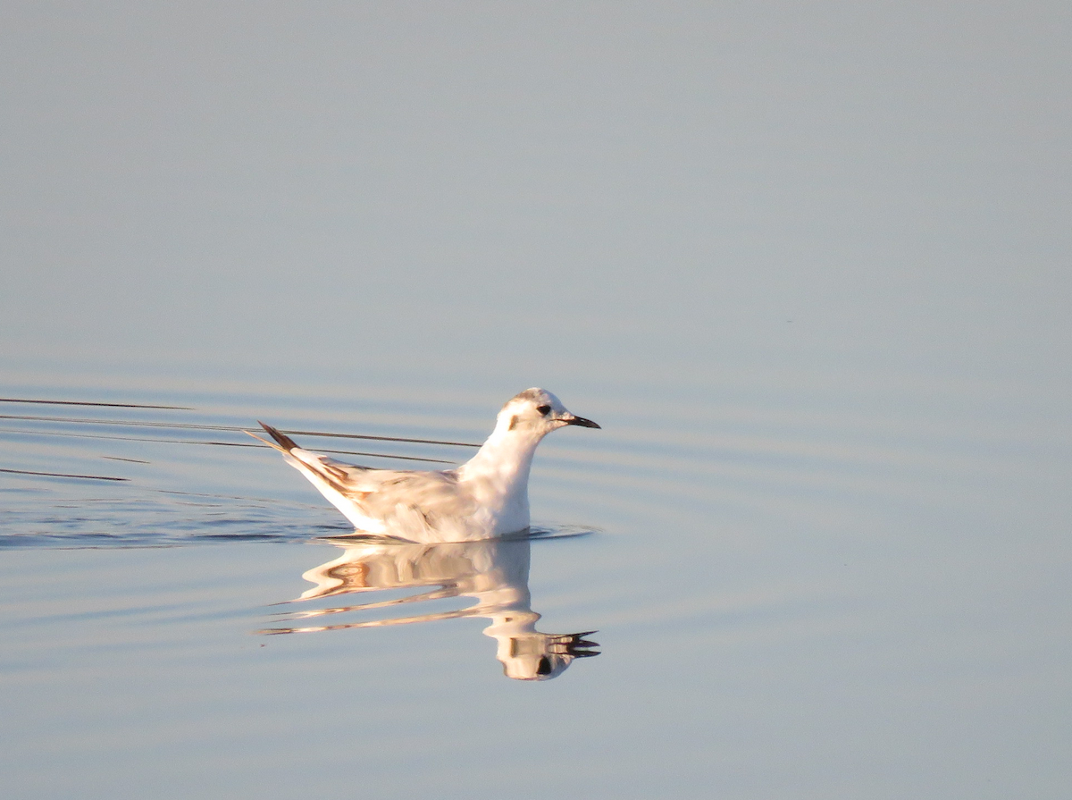 Mouette pygmée - ML252388701