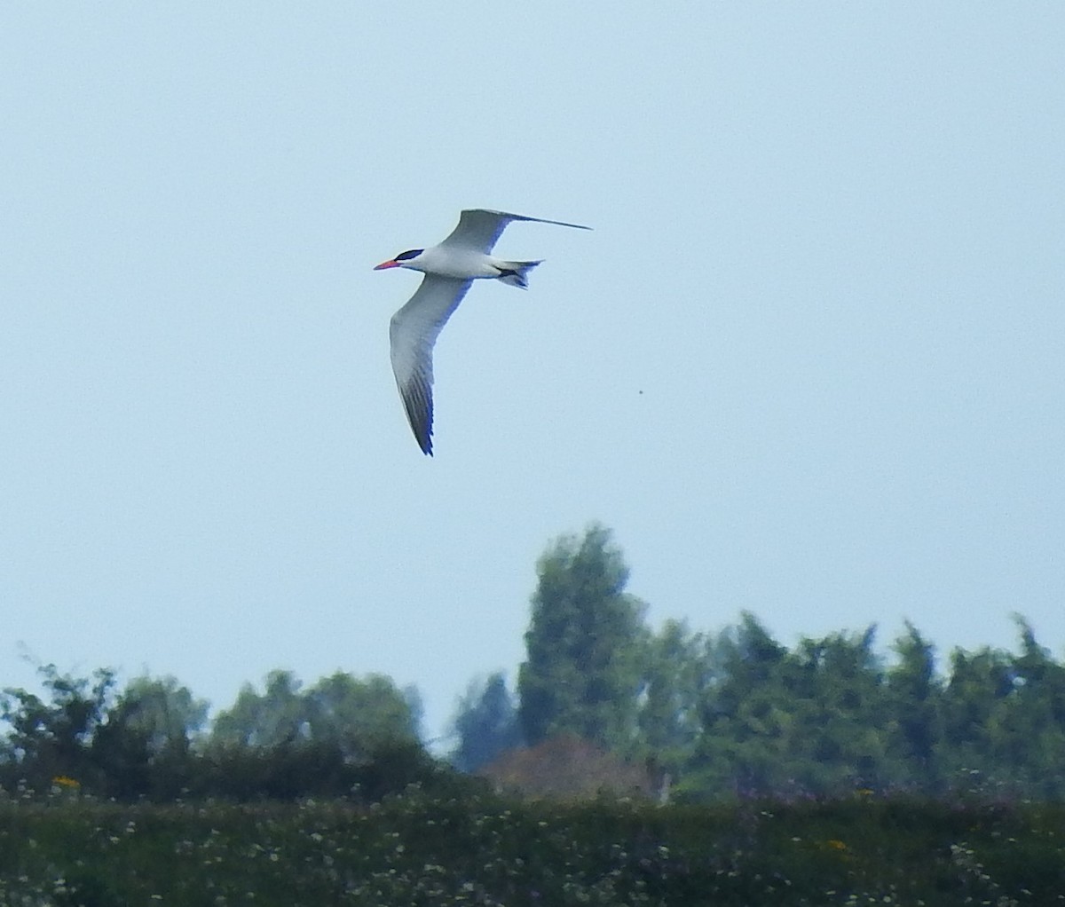 Caspian Tern - ML252389661