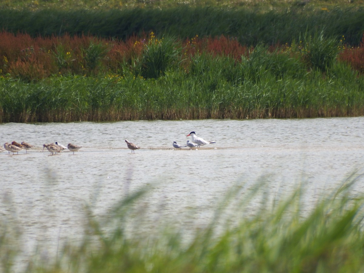 Caspian Tern - ML252389691