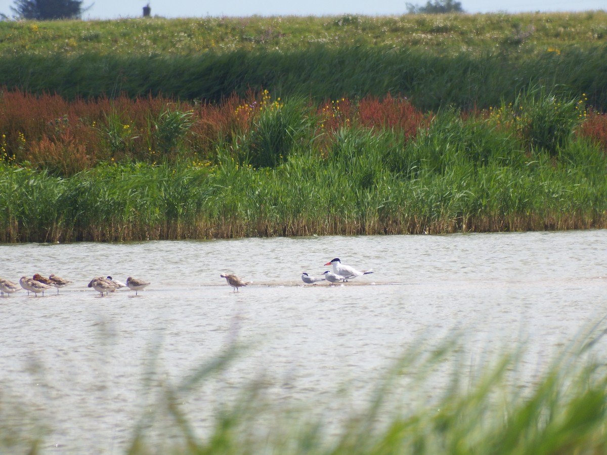 Caspian Tern - ML252389711