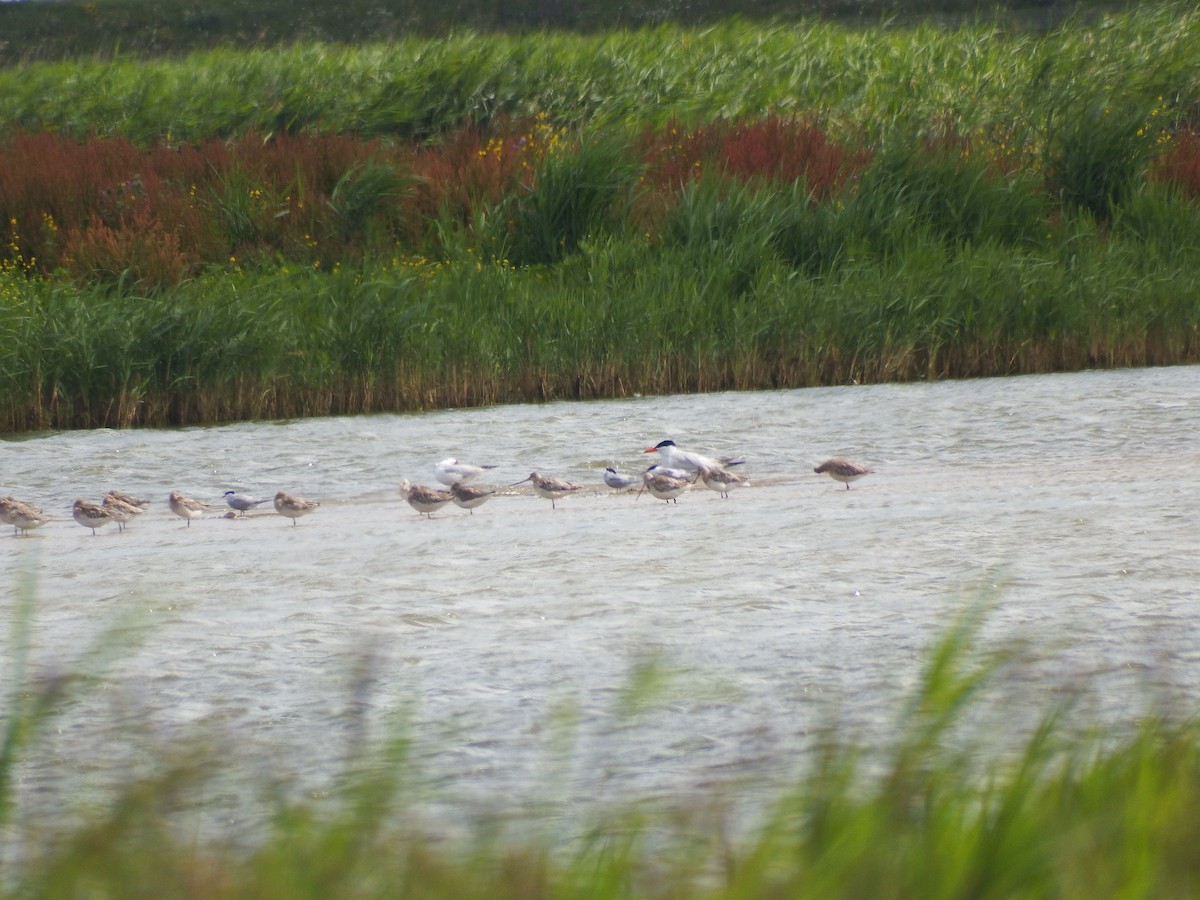 Caspian Tern - ML252389731