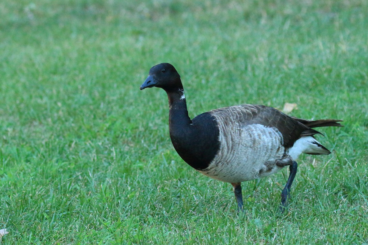 Brant - ML252390091