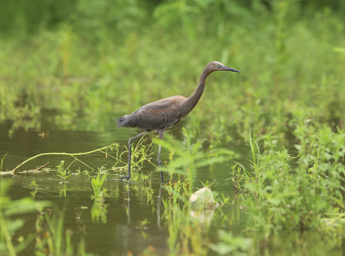 Reddish Egret - Alfredo Garcia