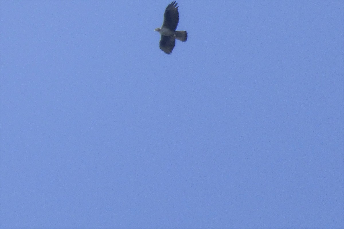 עיט ניצי - ML252392741