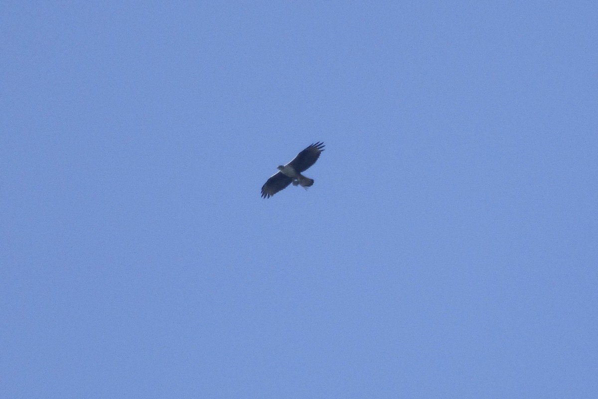 עיט ניצי - ML252392751