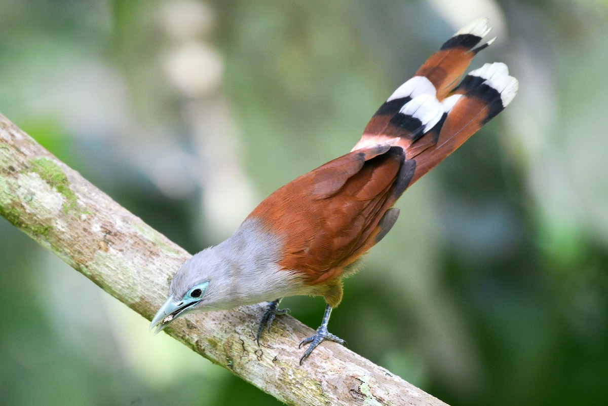 Raffles's Malkoha - ML252394081