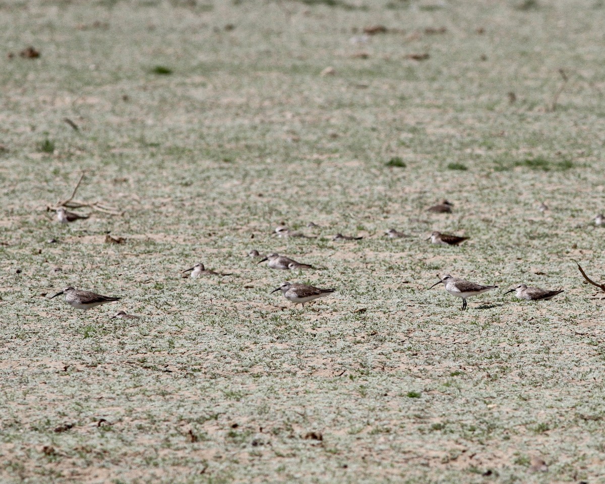 Curlew Sandpiper - Sam Shaw