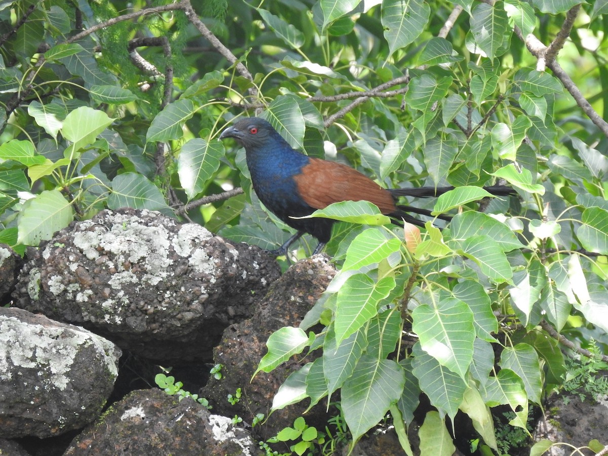 Greater Coucal - ML252396001