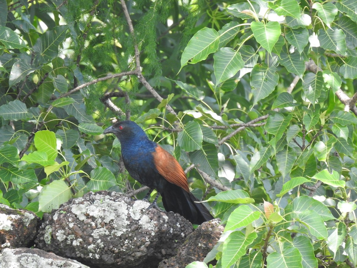 Greater Coucal - ML252396021