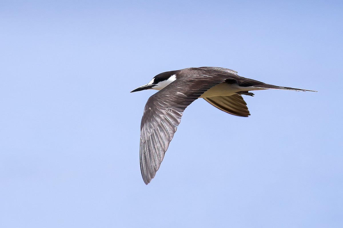 Sooty Tern - Olivier Coucelos