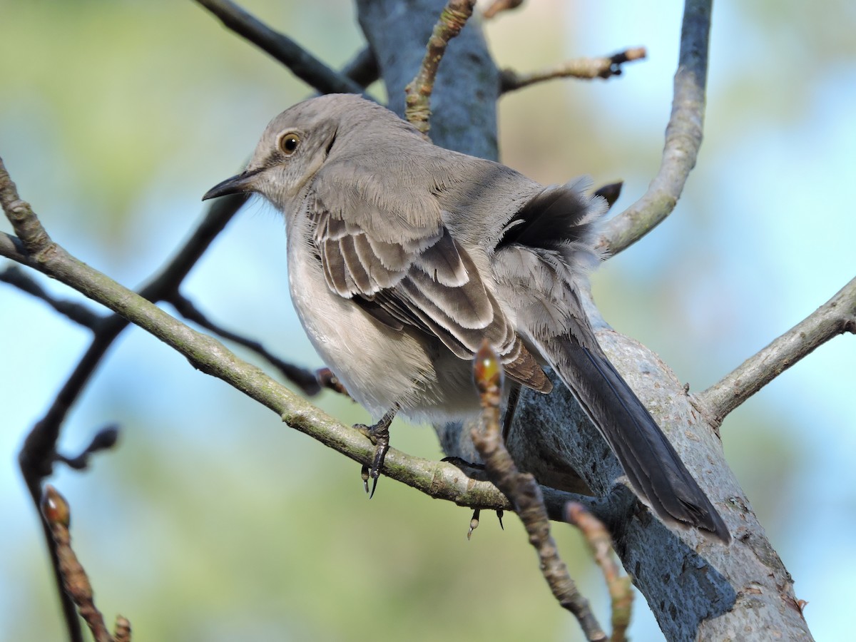 Northern Mockingbird - S. K.  Jones