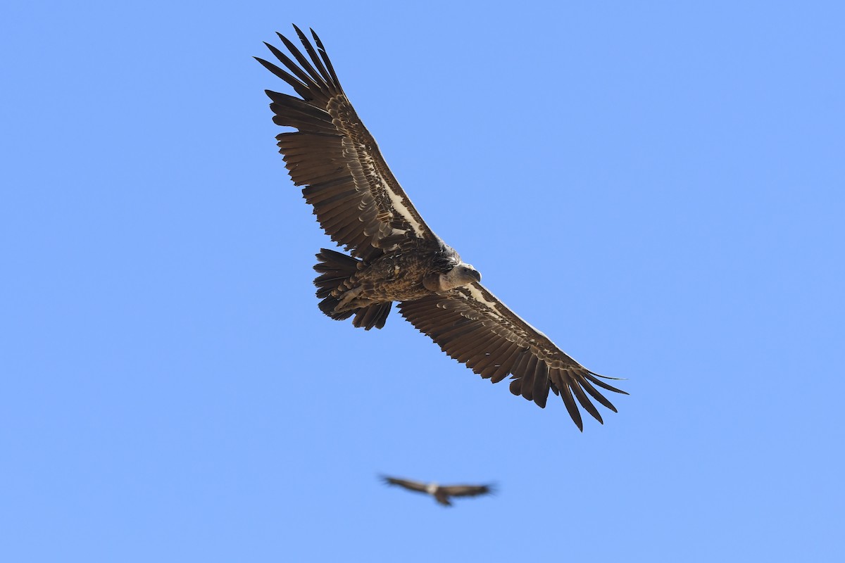 Rüppell's Griffon - ML252400171