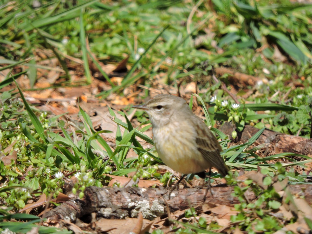 Palm Warbler - ML25240101