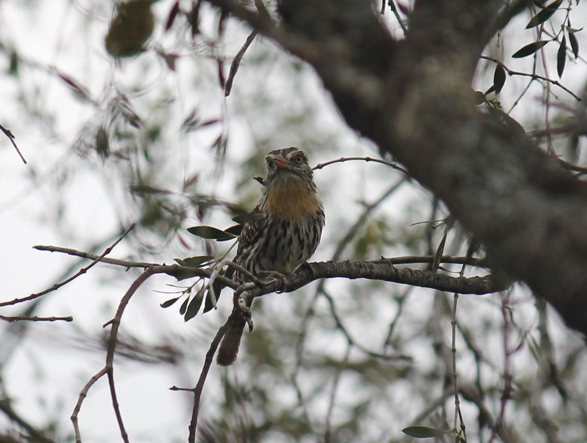 Spot-backed Puffbird (Chaco) - ML252401081