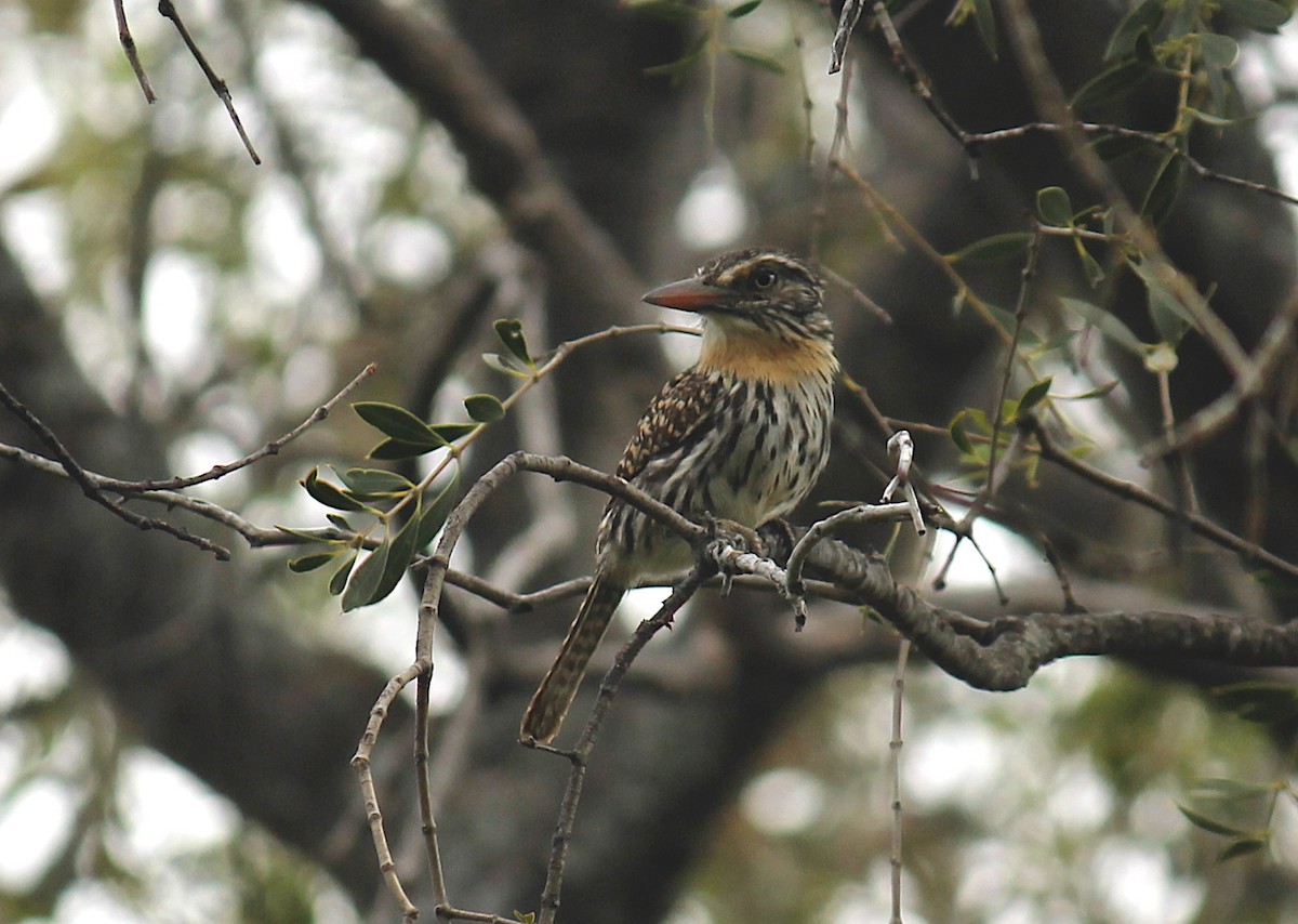 Spot-backed Puffbird (Chaco) - ML252401101