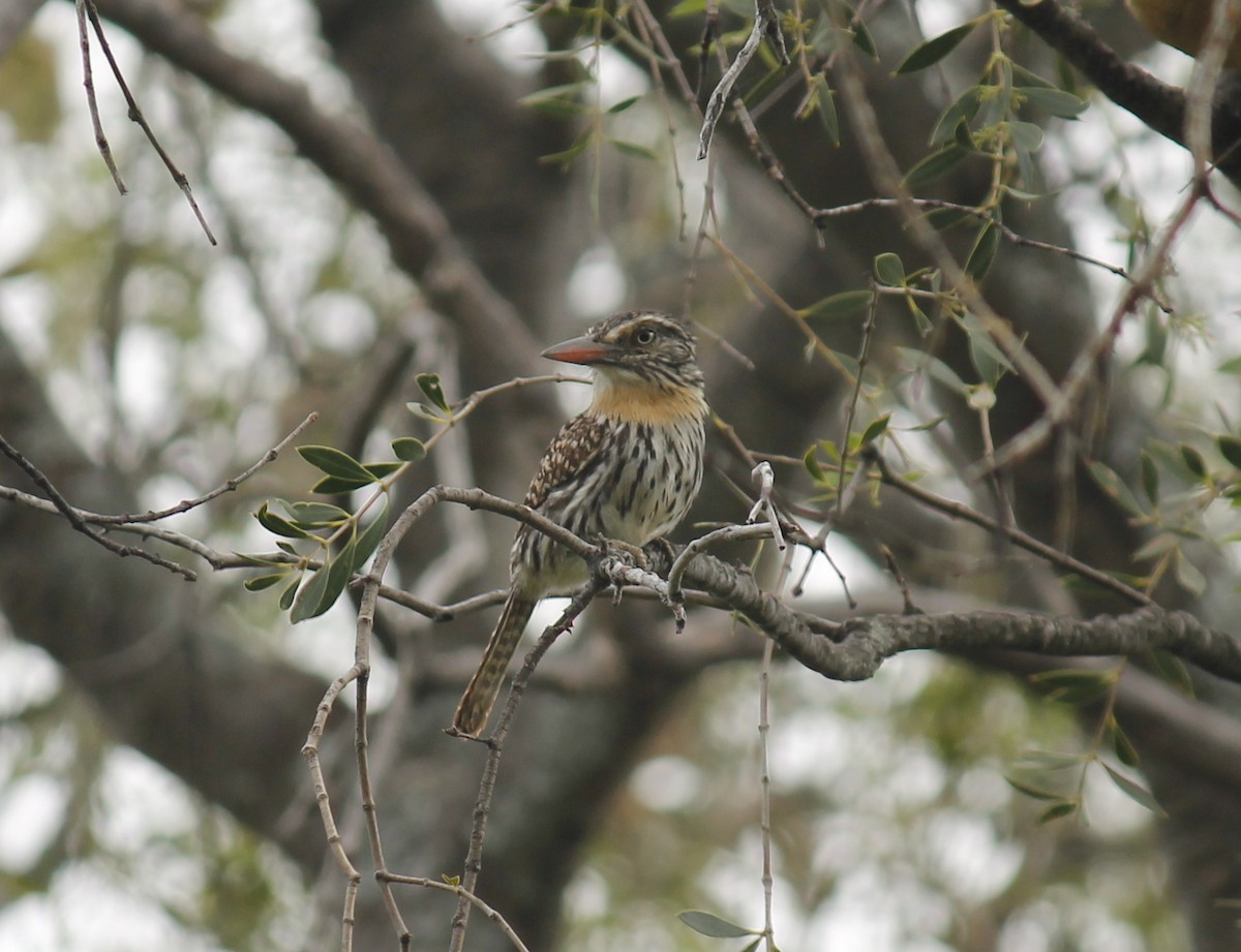 Spot-backed Puffbird (Chaco) - ML252401111