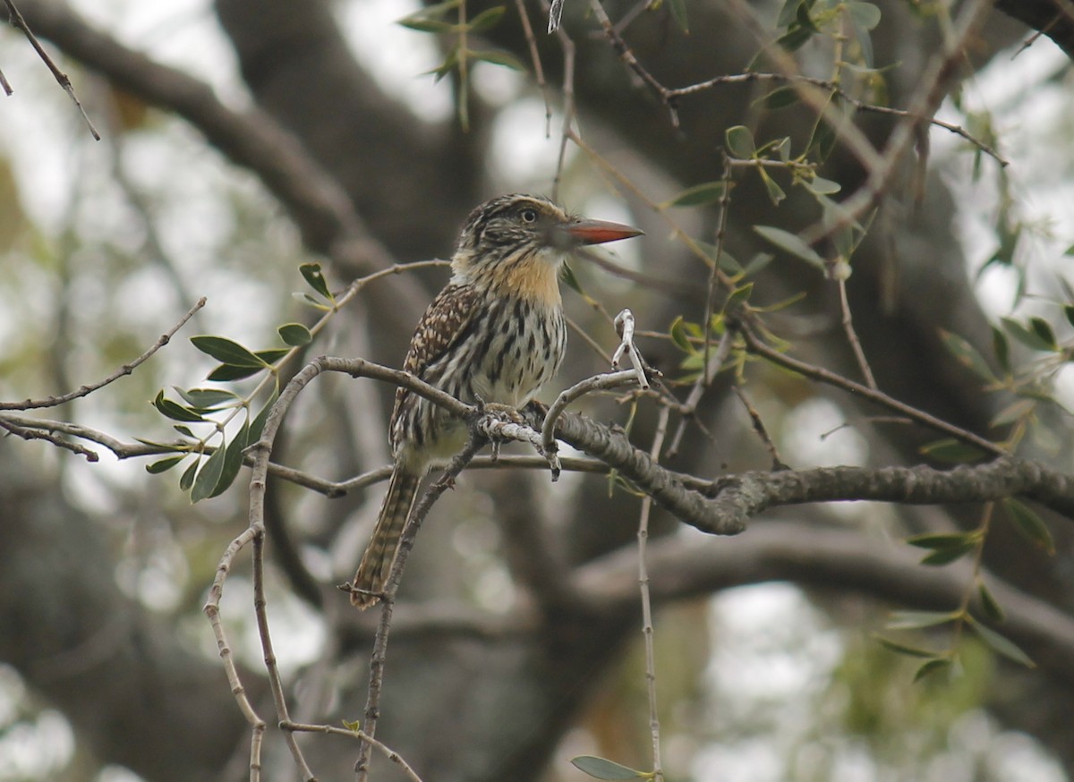 Spot-backed Puffbird (Chaco) - ML252401141