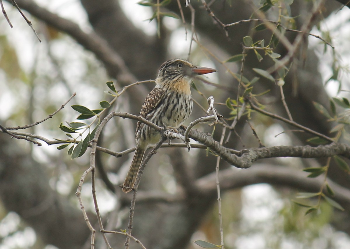 Spot-backed Puffbird (Chaco) - ML252401181