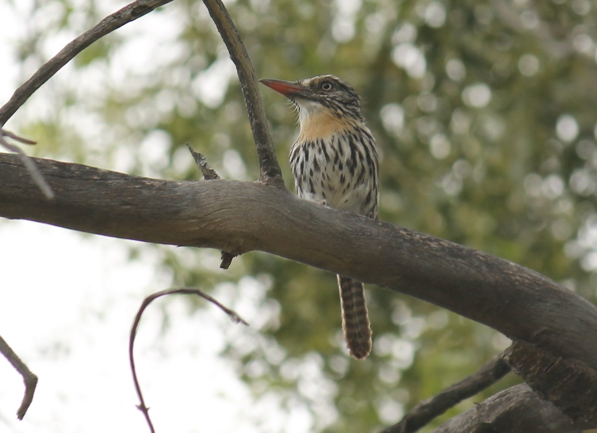 Spot-backed Puffbird (Chaco) - ML252401191