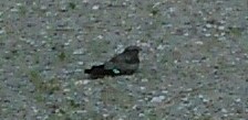 Common Nighthawk - ML252402461