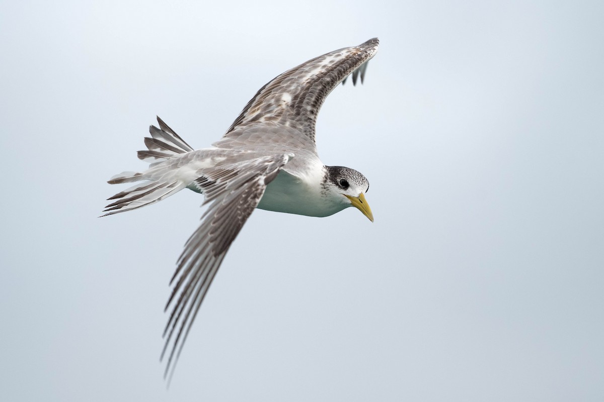 Great Crested Tern - ML252403071