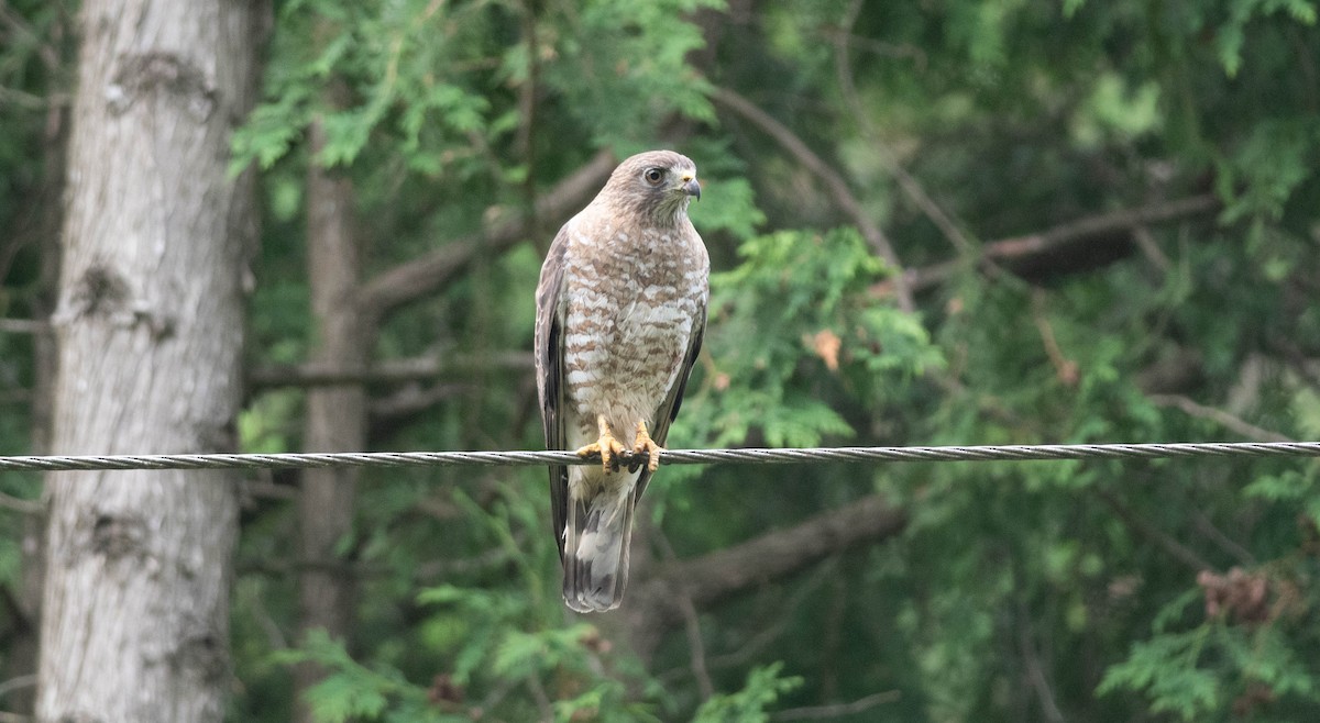 Broad-winged Hawk - Sean Lehan