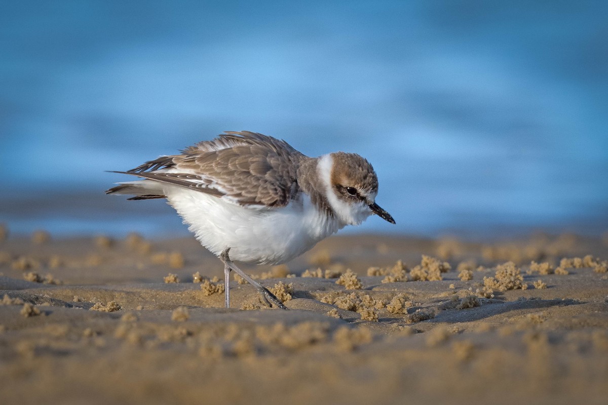 Kentish Plover - Terence Alexander