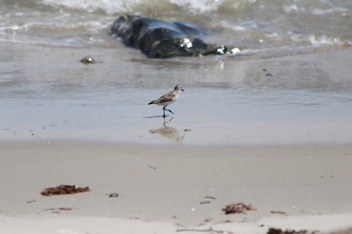 Bécasseau sanderling - ML252405181