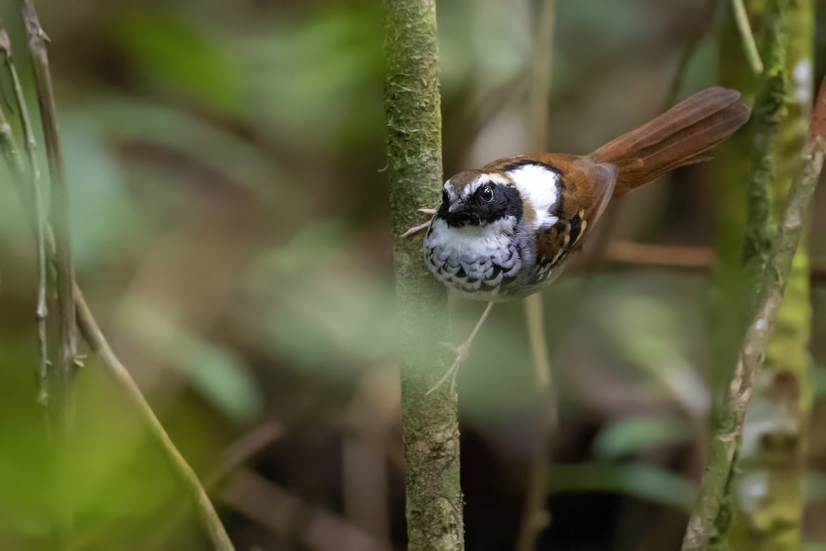 White-bibbed Antbird - ML252406671