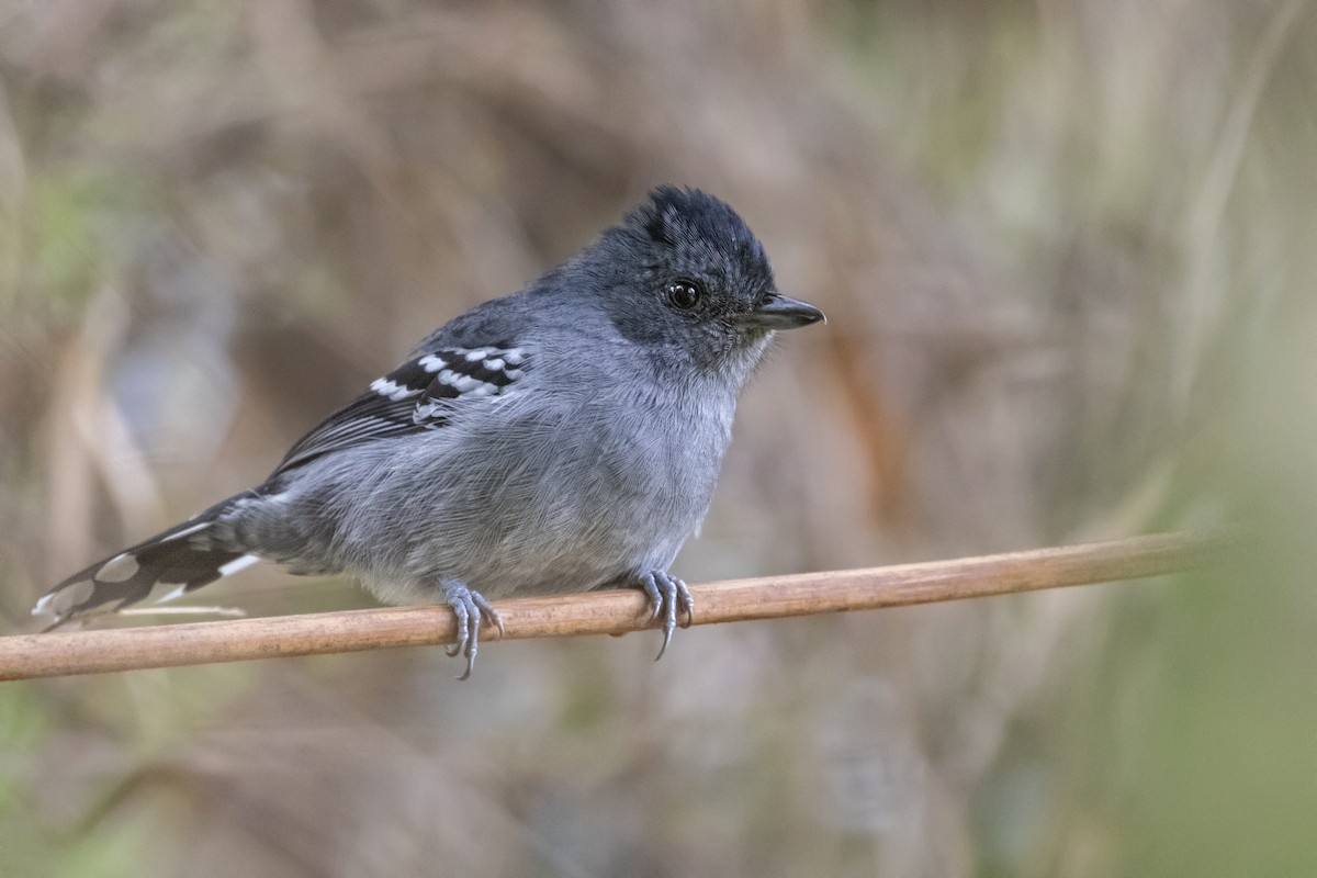 Variable Antshrike - ML252406961