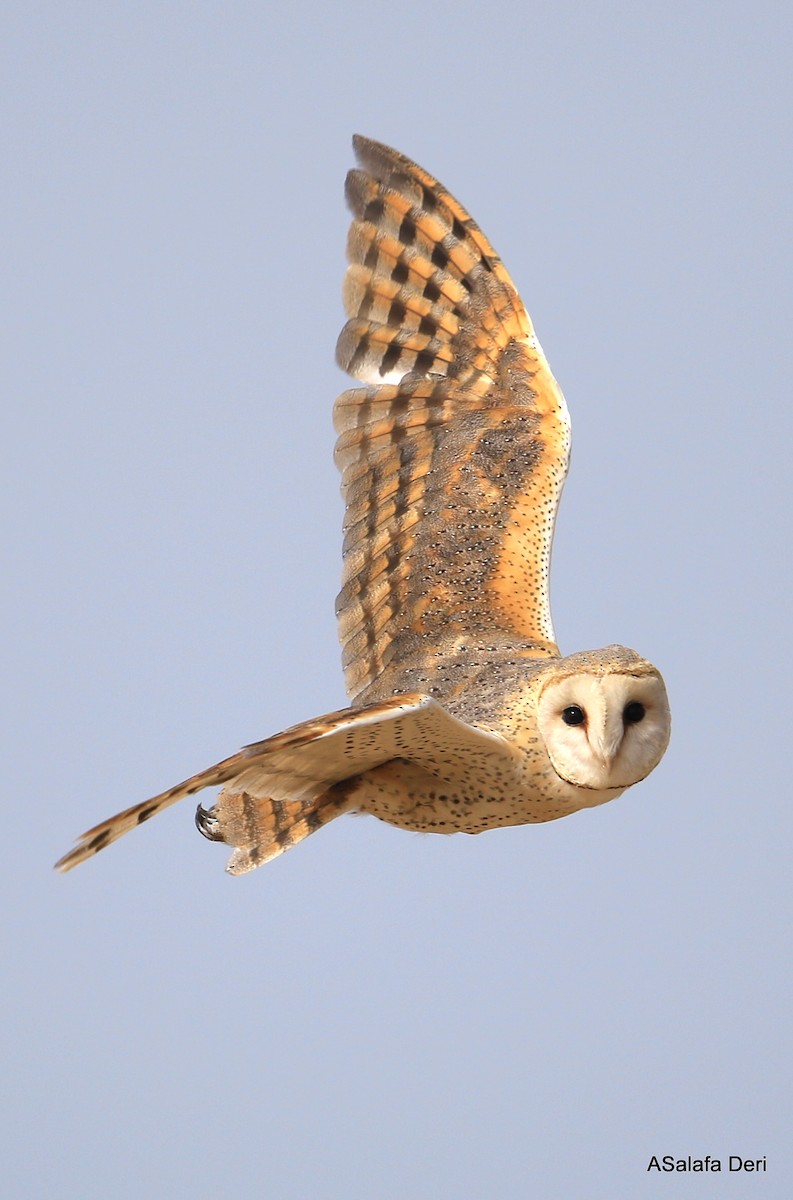 Barn Owl - ML252407041