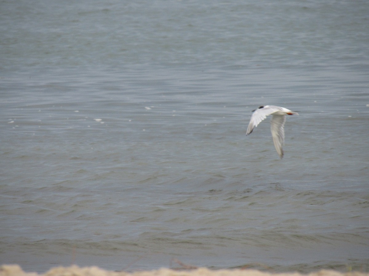 Roseate Tern - Heather Gordon