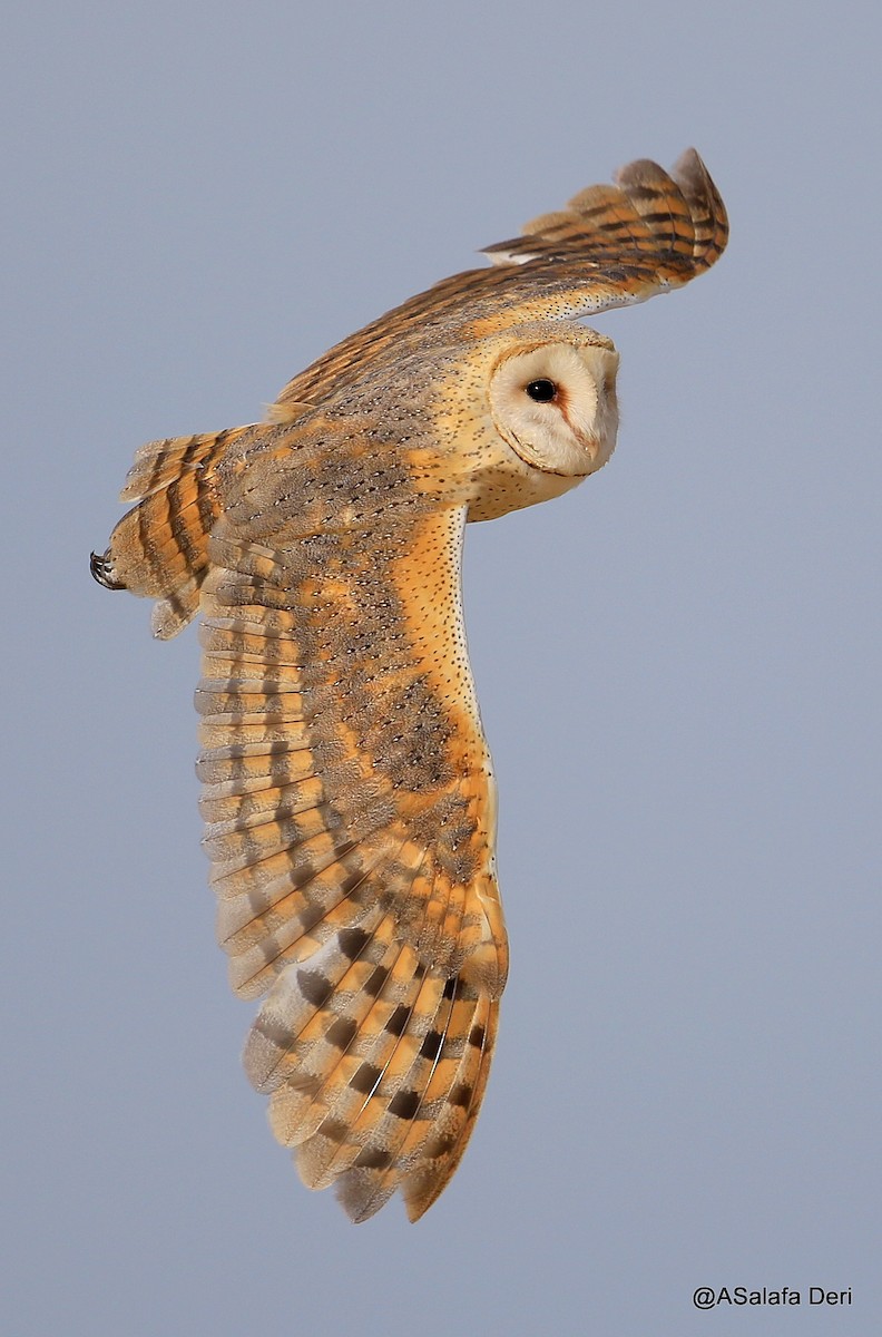 Barn Owl - ML252407141