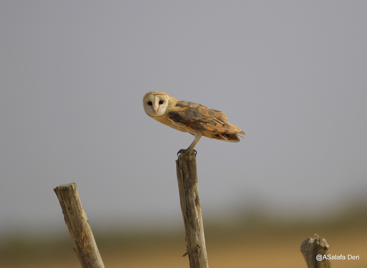 Barn Owl - ML252407161