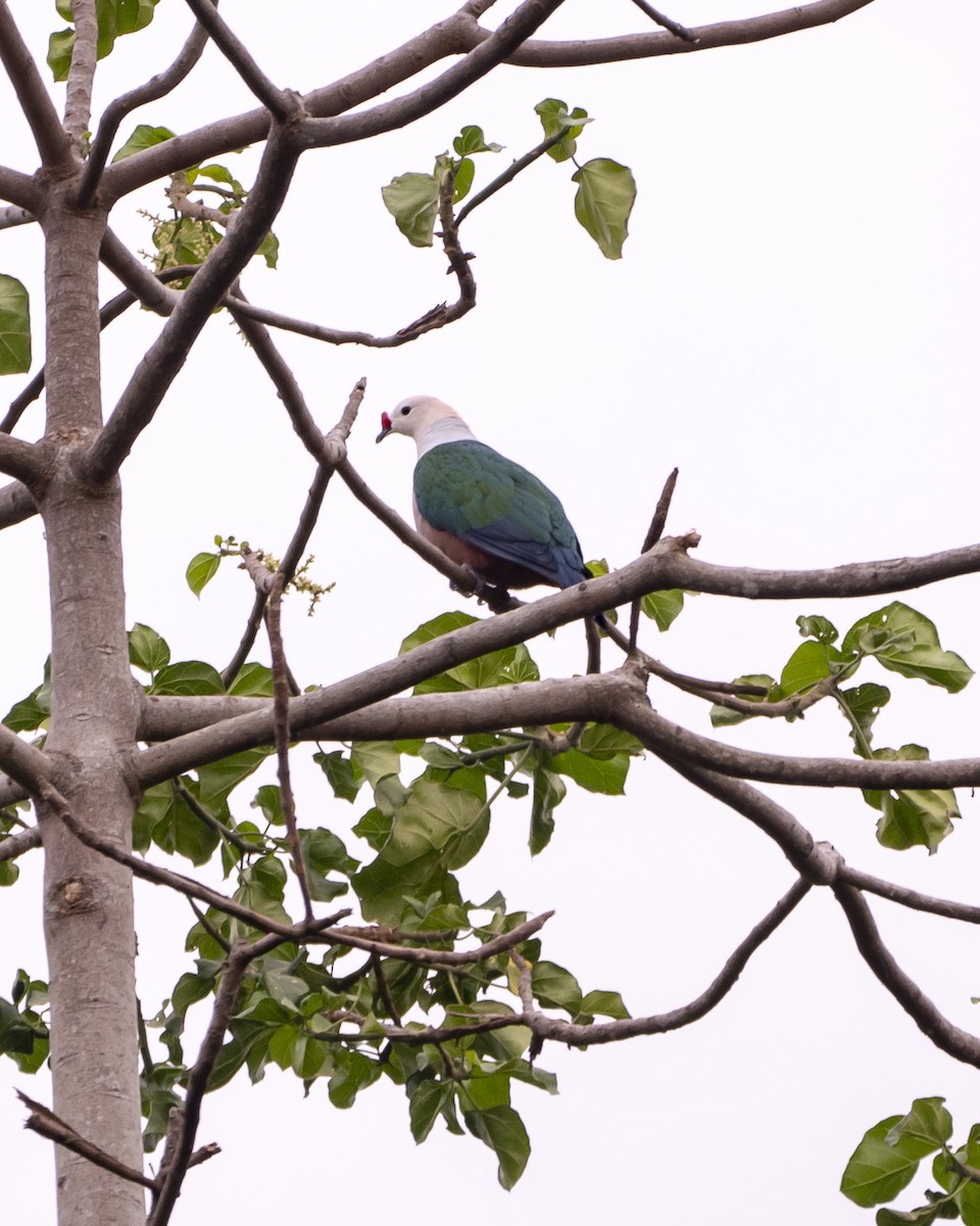 Red-knobbed Imperial-Pigeon - David Howe & Rosanne Dawson