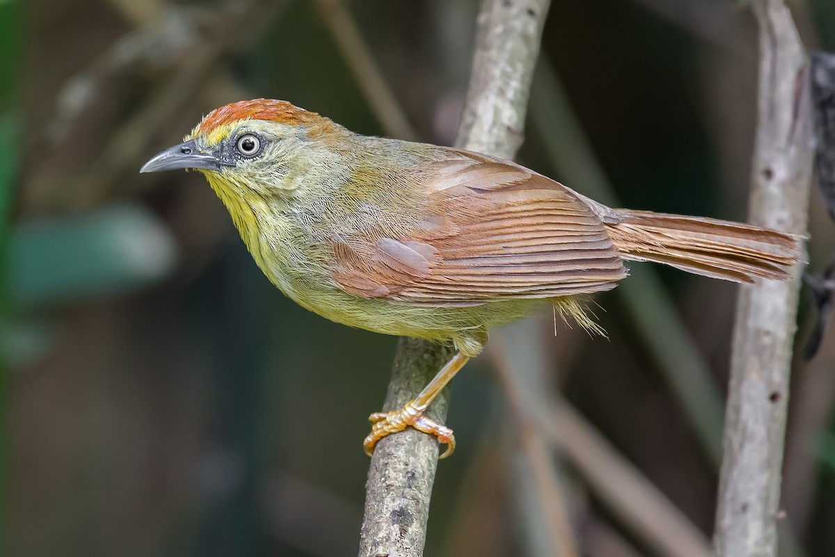 Pin-striped Tit-Babbler (Pin-striped) - ML252407631